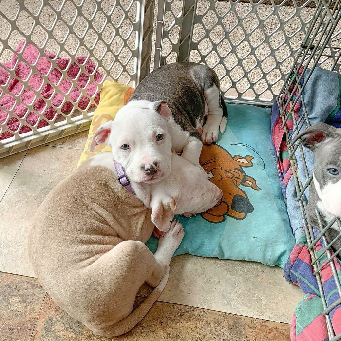 Pit Bull&rsquo;s Adorable Naptime Ritual That Started At 3 Weeks Old Continues To This Day