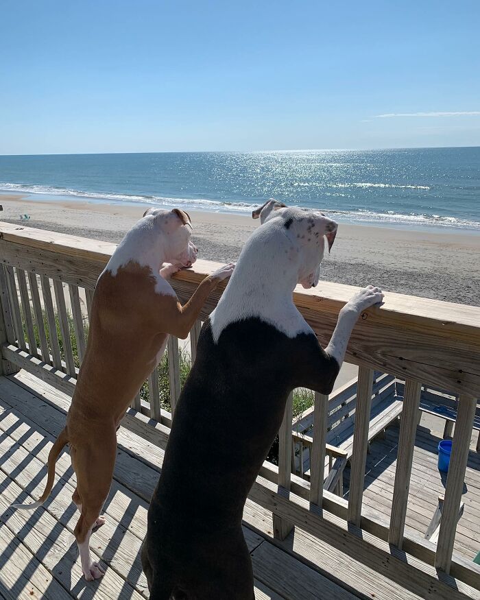 Pit Bull&rsquo;s Adorable Naptime Ritual That Started At 3 Weeks Old Continues To This Day