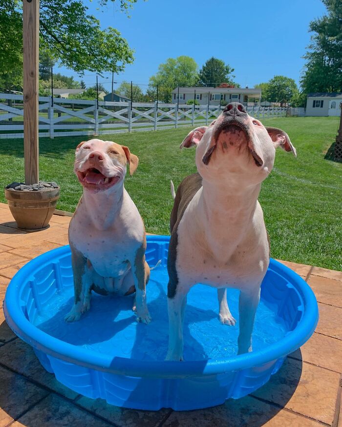 Pit Bull&rsquo;s Adorable Naptime Ritual That Started At 3 Weeks Old Continues To This Day
