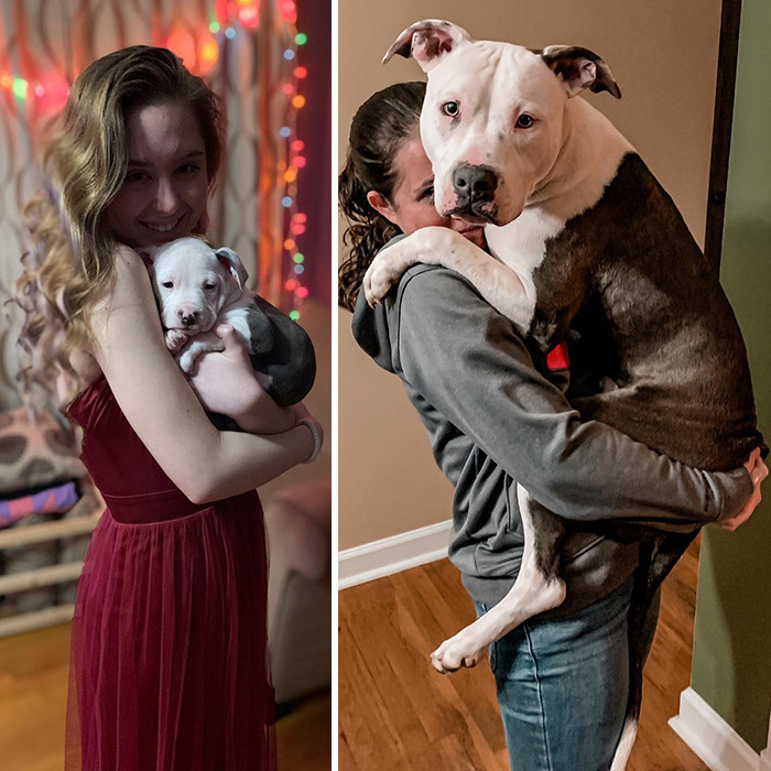 Pit Bull&rsquo;s Adorable Naptime Ritual That Started At 3 Weeks Old Continues To This Day