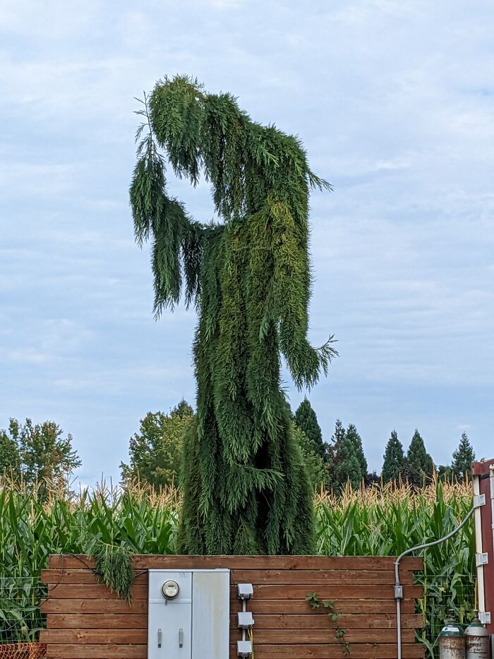 This Is Harold. He's A Easy Going Chap. He Enjoys Smelling The Flowers