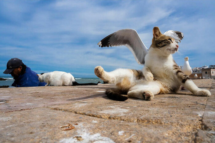 Photographer Takes To The Streets Capturing Unlikely Coincidences