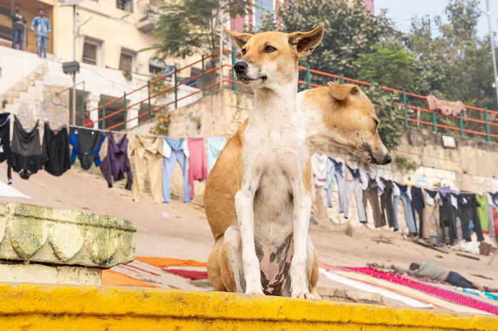 Photographer Takes To The Streets Capturing Unlikely Coincidences
