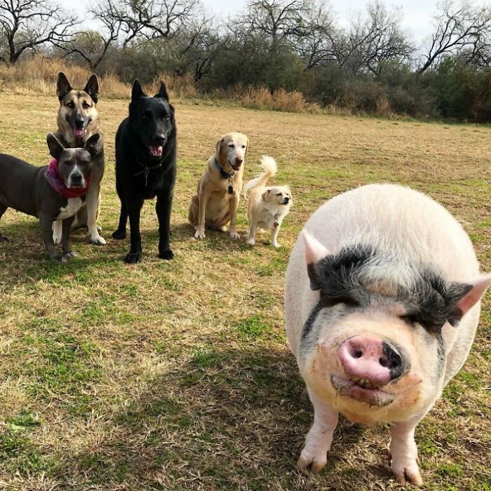 This Pig Grew Up With 5 Dog Siblings And Now Thinks He&rsquo;s Just One Of Them