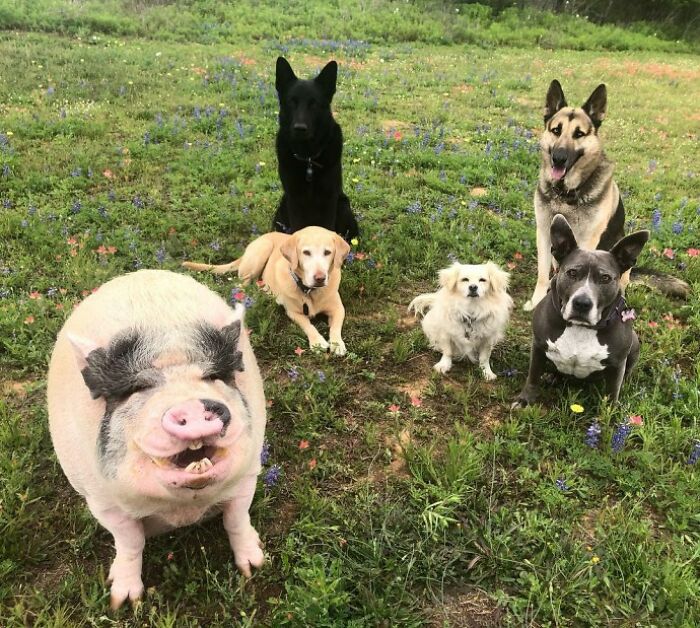 This Pig Grew Up With 5 Dog Siblings And Now Thinks He&rsquo;s Just One Of Them