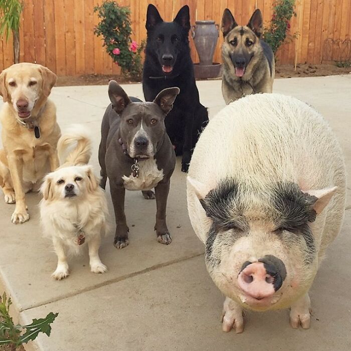 This Pig Grew Up With 5 Dog Siblings And Now Thinks He&rsquo;s Just One Of Them