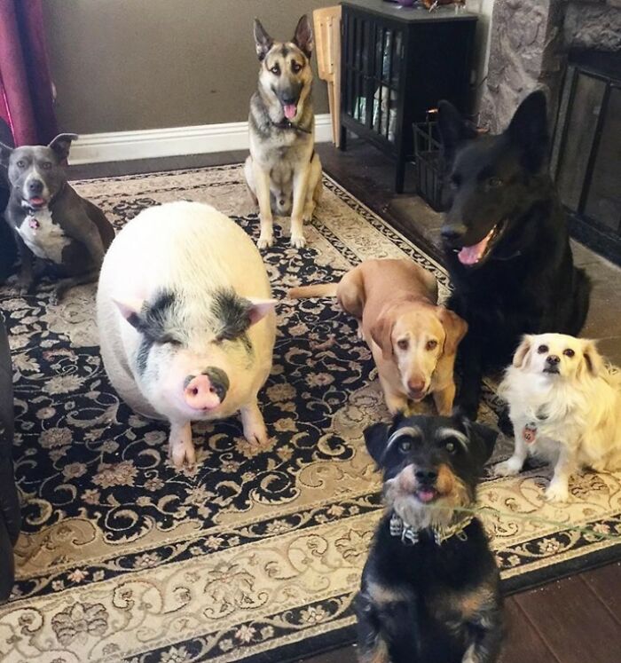 This Pig Grew Up With 5 Dog Siblings And Now Thinks He&rsquo;s Just One Of Them
