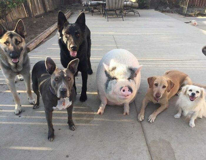 This Pig Grew Up With 5 Dog Siblings And Now Thinks He&rsquo;s Just One Of Them