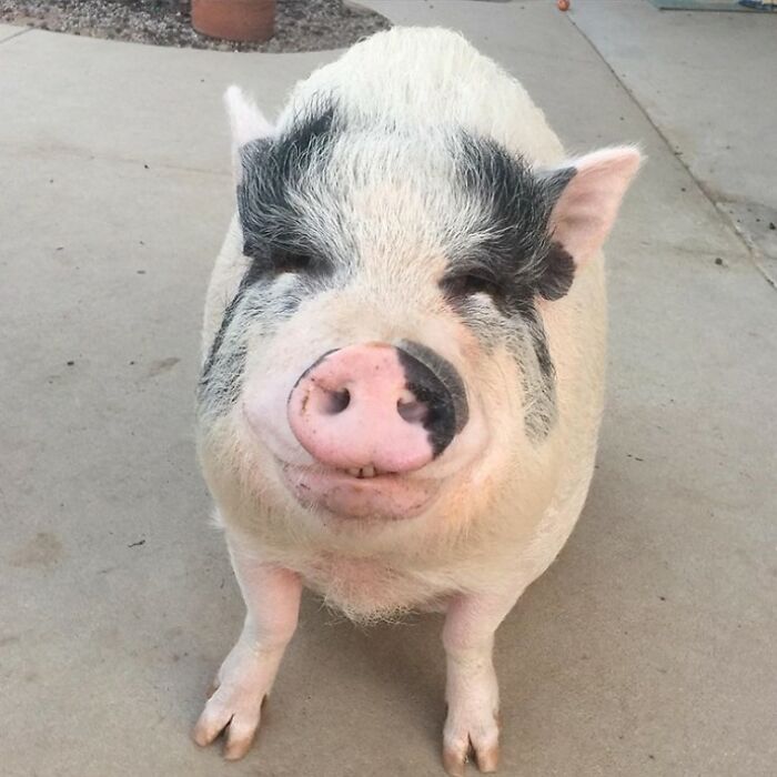 This Pig Grew Up With 5 Dog Siblings And Now Thinks He&rsquo;s Just One Of Them