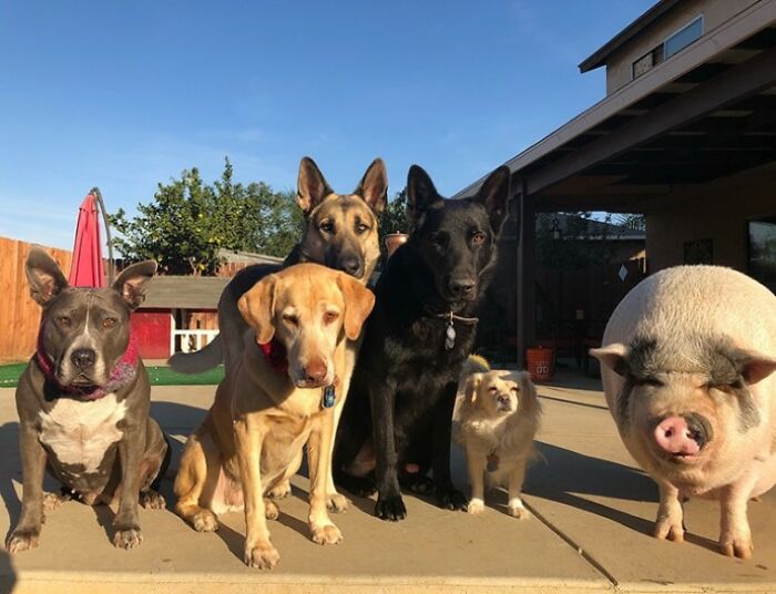 This Pig Grew Up With 5 Dog Siblings And Now Thinks He&rsquo;s Just One Of Them