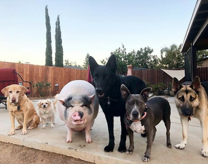 This Pig Grew Up With 5 Dog Siblings And Now Thinks He&rsquo;s Just One Of Them