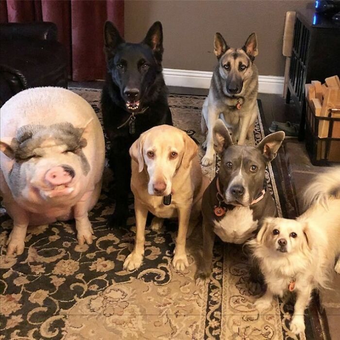 This Pig Grew Up With 5 Dog Siblings And Now Thinks He&rsquo;s Just One Of Them