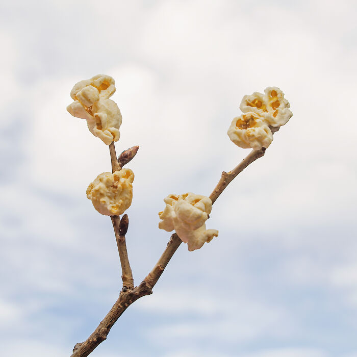Popcorn Tree
