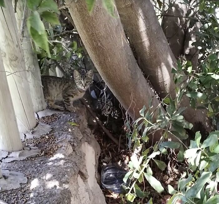 Raising Cheeky And Frankie (11 Pics)