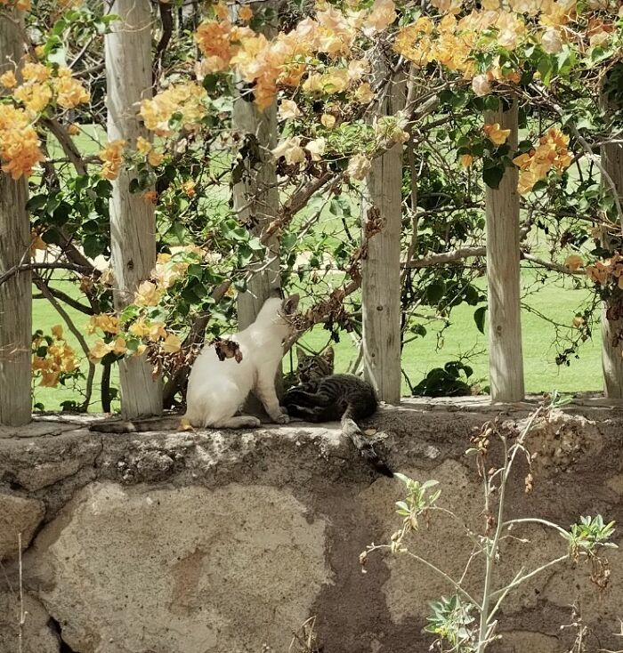 Raising Cheeky And Frankie (11 Pics)