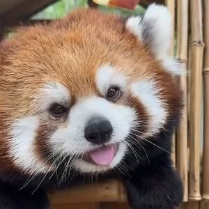 jenniferderen avatar