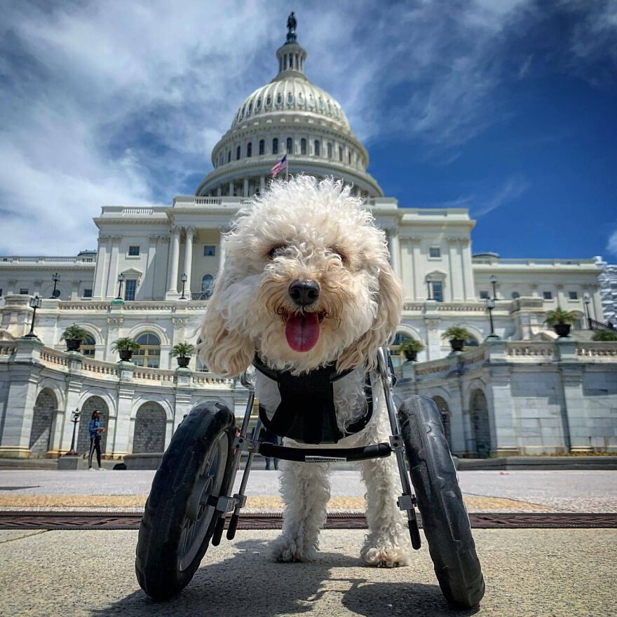 Rescue Poodle Whose Front Legs Amputated Is Now Getting The Most Out Of Her Life