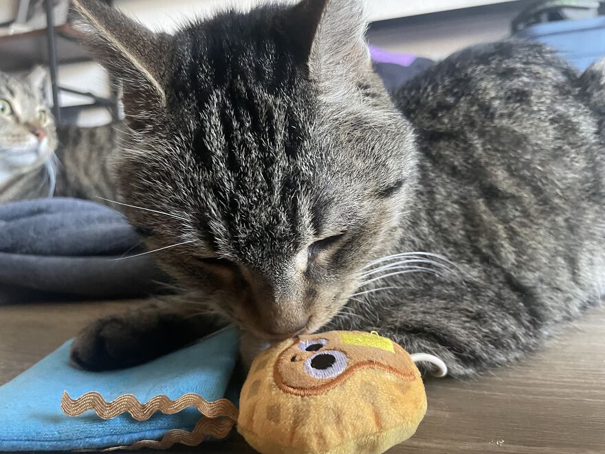 Rino-The Miracle Cat-Beating All Odds