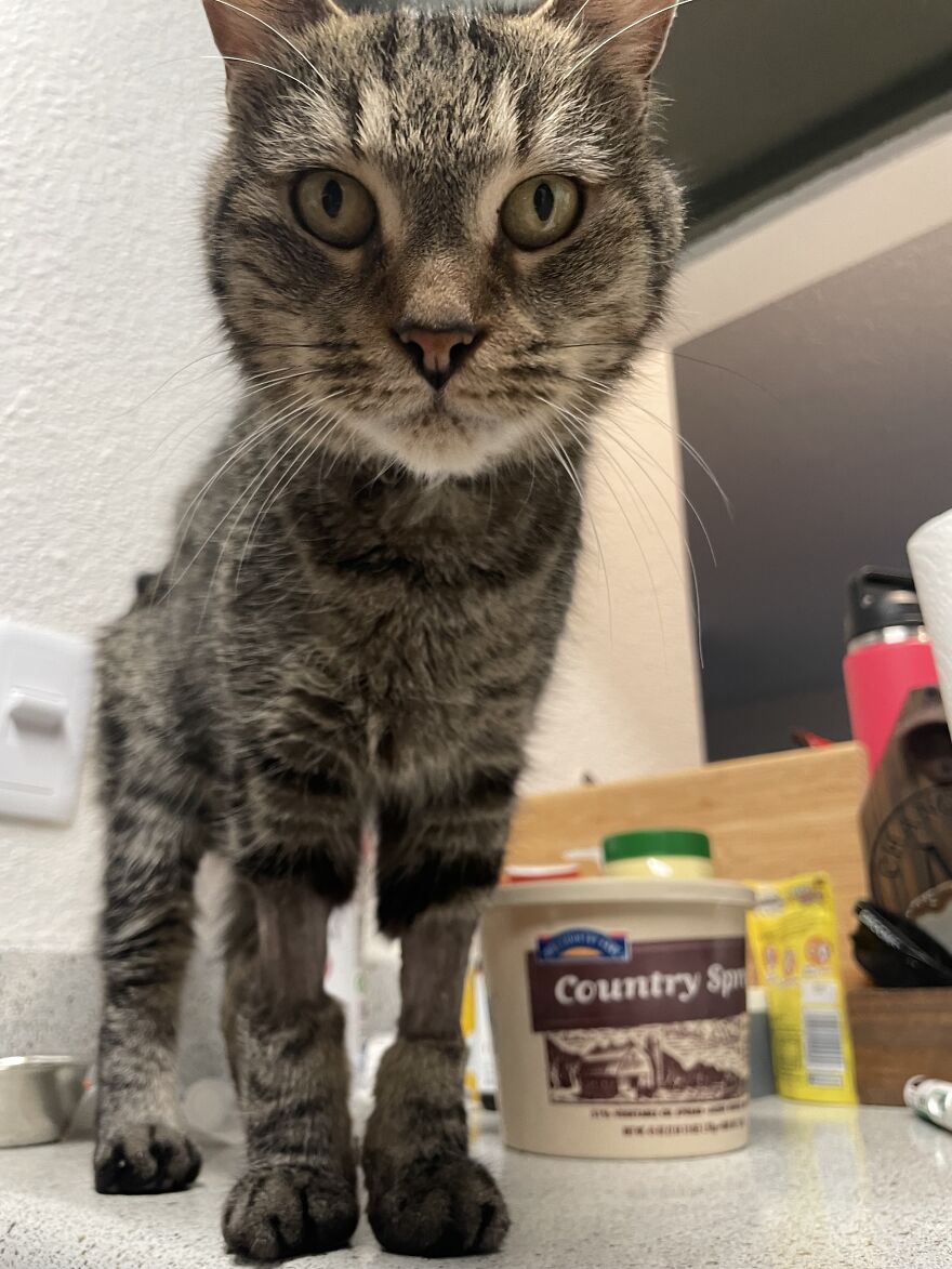 Rino-The Miracle Cat-Beating All Odds