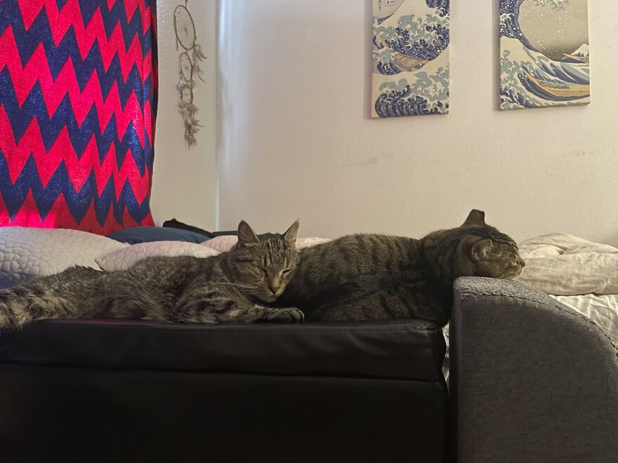 Rino-The Miracle Cat-Beating All Odds
