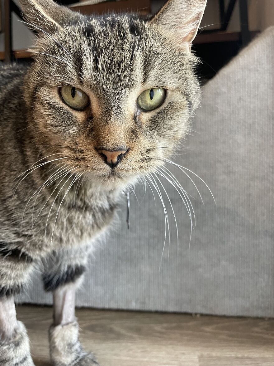 Rino-The Miracle Cat-Beating All Odds