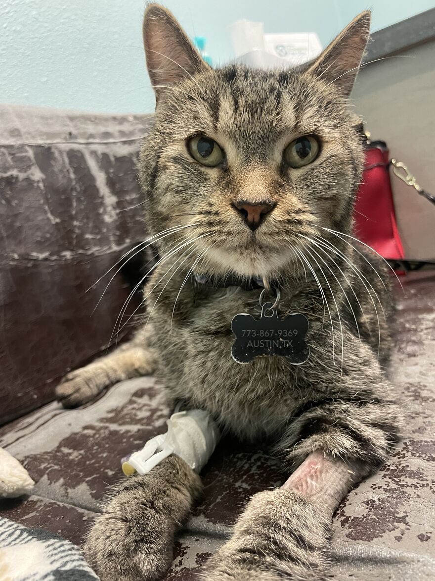 Rino-The Miracle Cat-Beating All Odds