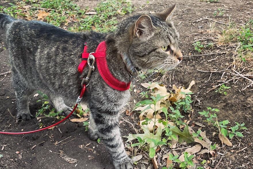 Rino-The Miracle Cat-Beating All Odds