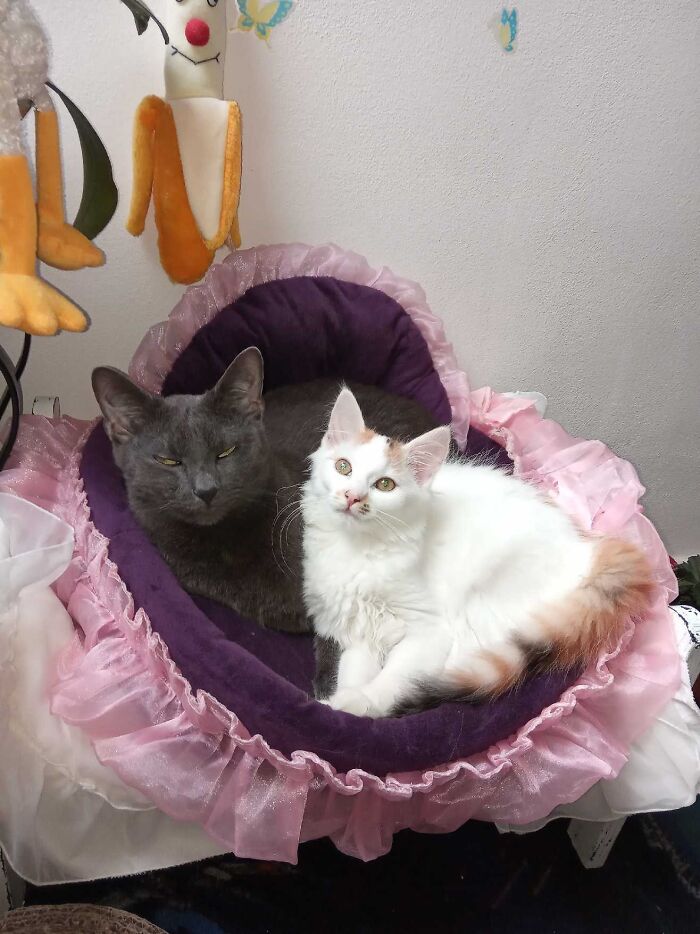Half British Blue - Bruno And Half Turkish Van - Tiffany