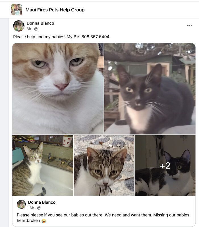 Hope Among Ashes As Maui Community Unites In Helping Wildlife Impacted By Fire