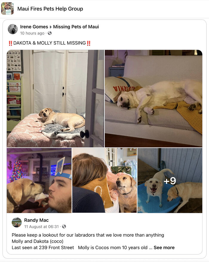 Hope Among Ashes As Maui Community Unites In Helping Wildlife Impacted By Fire