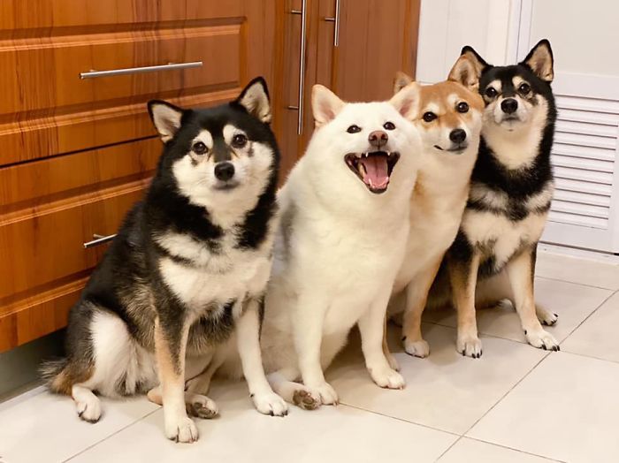 Shiba Inu Is Constantly Ruining His Friends&rsquo; Group Pics, And Goes Viral