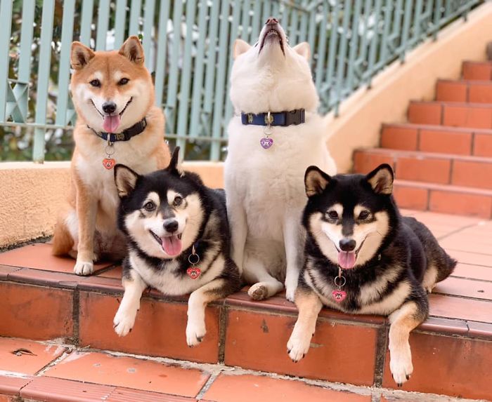 Shiba Inu Is Constantly Ruining His Friends&rsquo; Group Pics, And Goes Viral