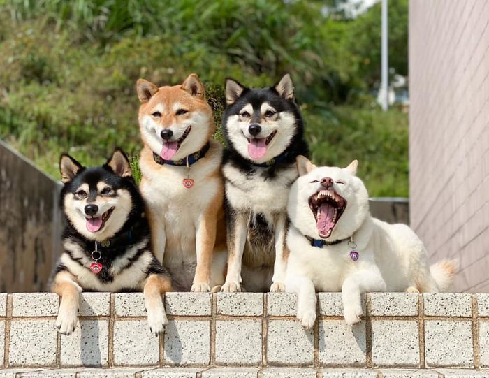 Shiba Inu Is Constantly Ruining His Friends&rsquo; Group Pics, And Goes Viral