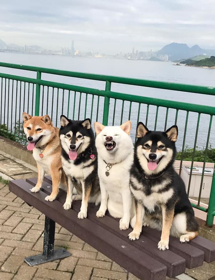 Shiba Inu Is Constantly Ruining His Friends&rsquo; Group Pics, And Goes Viral