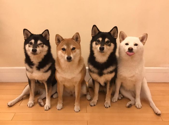 Shiba Inu Is Constantly Ruining His Friends&rsquo; Group Pics, And Goes Viral