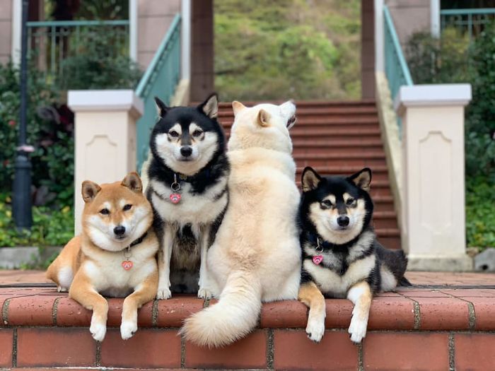 Shiba Inu Is Constantly Ruining His Friends&rsquo; Group Pics, And Goes Viral