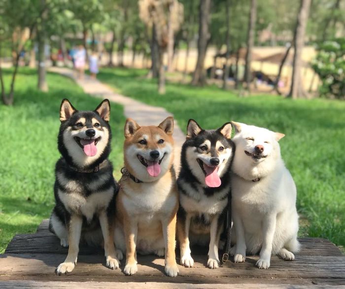 Shiba Inu Is Constantly Ruining His Friends&rsquo; Group Pics, And Goes Viral