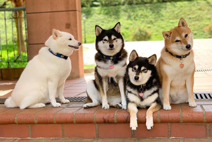 Shiba Inu Is Constantly Ruining His Friends&rsquo; Group Pics, And Goes Viral