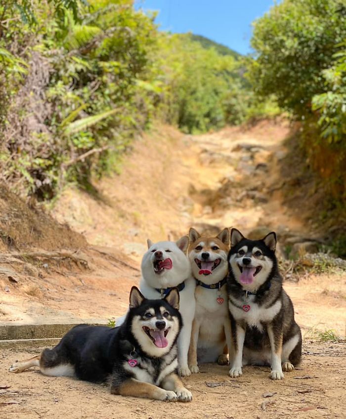 Shiba Inu Is Constantly Ruining His Friends’ Group Pics, And Goes Viral