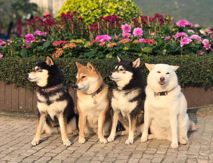 Shiba Inu Is Constantly Ruining His Friends&rsquo; Group Pics, And Goes Viral