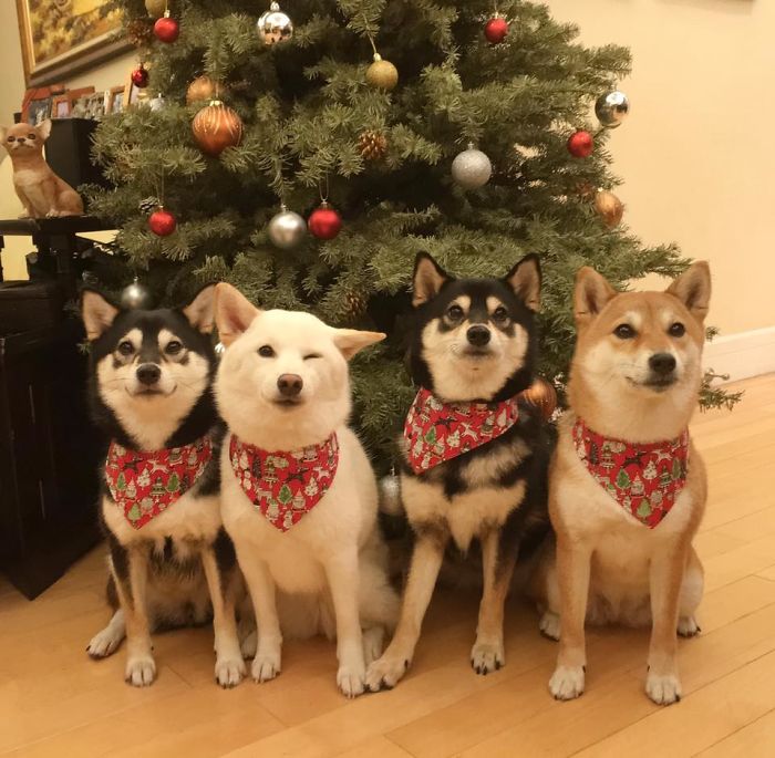 Shiba Inu Is Constantly Ruining His Friends&rsquo; Group Pics, And Goes Viral