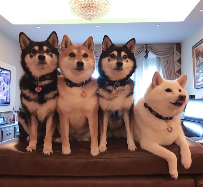 Shiba Inu Is Constantly Ruining His Friends&rsquo; Group Pics, And Goes Viral