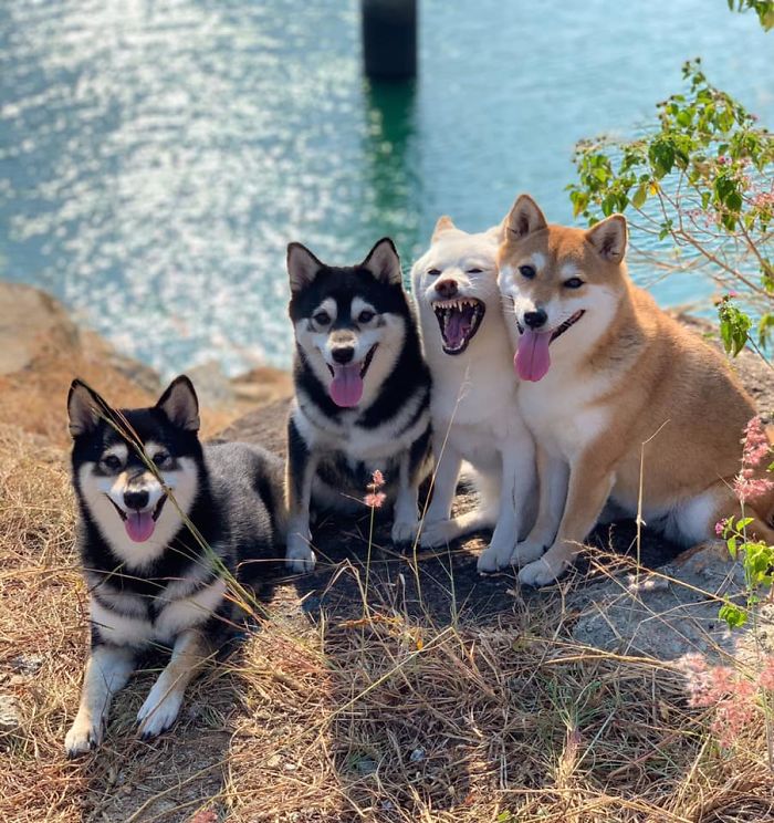 Shiba Inu Is Constantly Ruining His Friends&rsquo; Group Pics, And Goes Viral