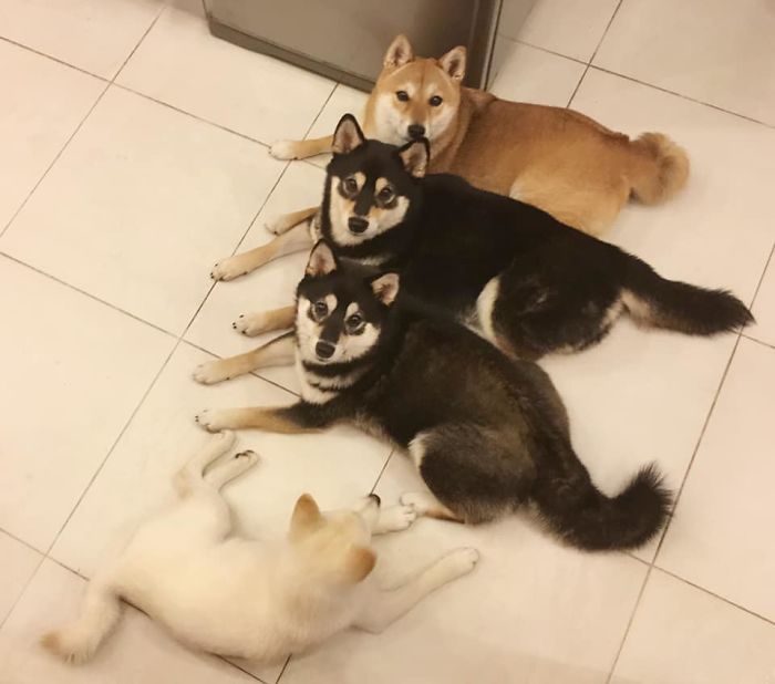 Shiba Inu Is Constantly Ruining His Friends&rsquo; Group Pics, And Goes Viral