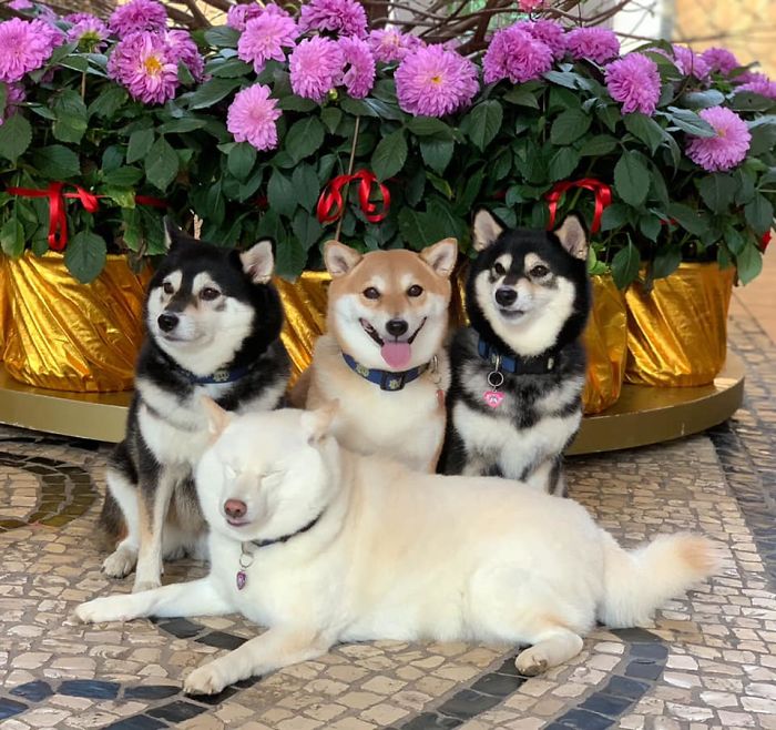 Shiba Inu Is Constantly Ruining His Friends&rsquo; Group Pics, And Goes Viral