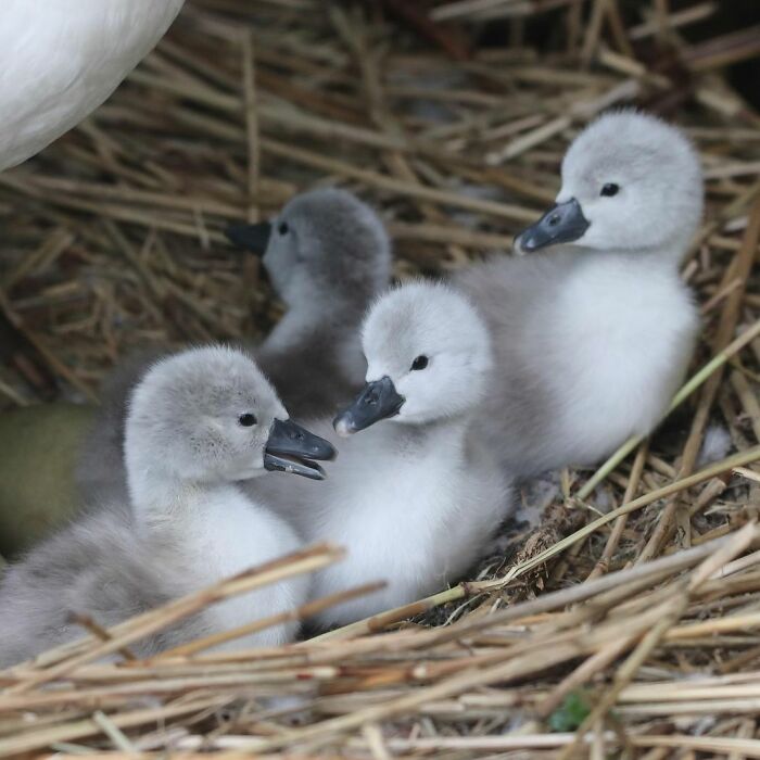 Bishop Palace Swans Ring The Palace Bells Whenever They Want Treats