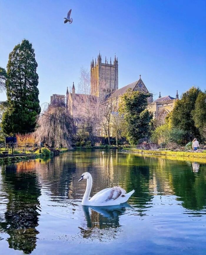 Bishop Palace Swans Ring The Palace Bells Whenever They Want Treats