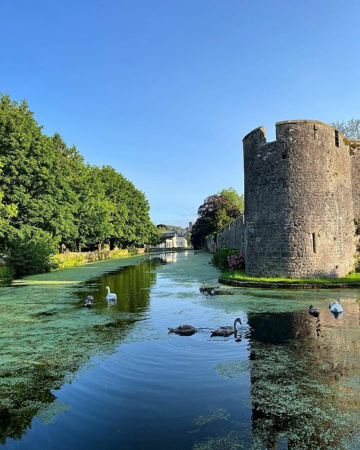 Bishop Palace Swans Ring The Palace Bells Whenever They Want Treats