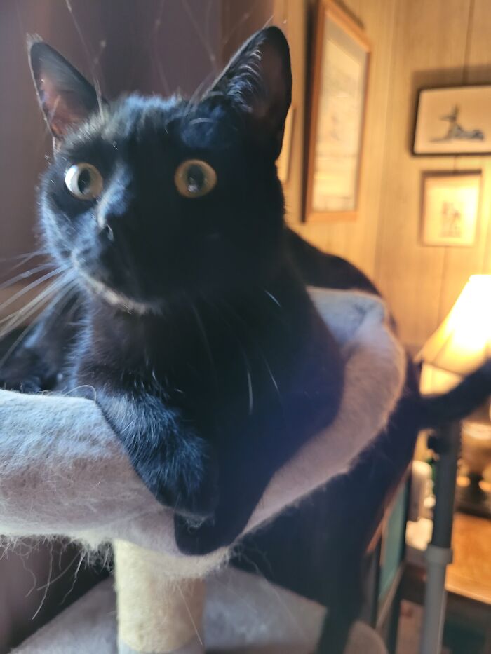 Spritzer The Voidling