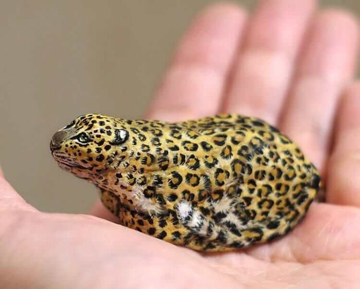 Japanese Artist Turns Stones Into Tiny Animals And They&rsquo;re Extremely Adorable